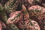 Seminte profesionale  Hypoestes phyllostachya - imagine 49401